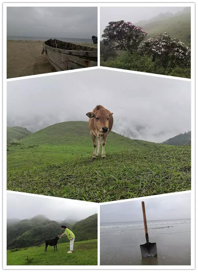 5月1日，陽(yáng)西藍(lán)袍藍(lán)看海，陽(yáng)春雞籠頂?shù)巧劫p高山杜鵑